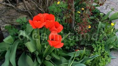 盛开在后院的红色郁金香<strong>花圃</strong>，